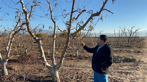 Paso a paso como podar un árbol de durazno trabajo en California USA