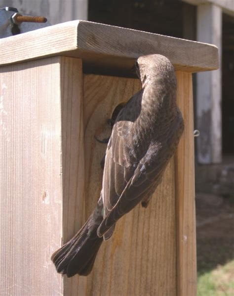 Nestcam Pix Sialis Org Info On Bluebirds Other Small Cavity Nesters