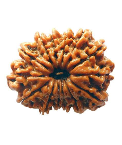 Mukhi Rudraksha Rudrakripa