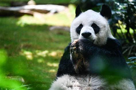 Pourquoi Les Pandas Sont Ils Noir Et Blanc