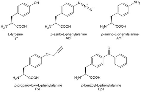 Structure Of Tyrosine