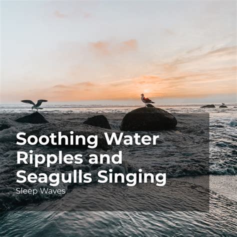 Soothing Water Ripples And Seagulls Singing Album By Sleep Waves