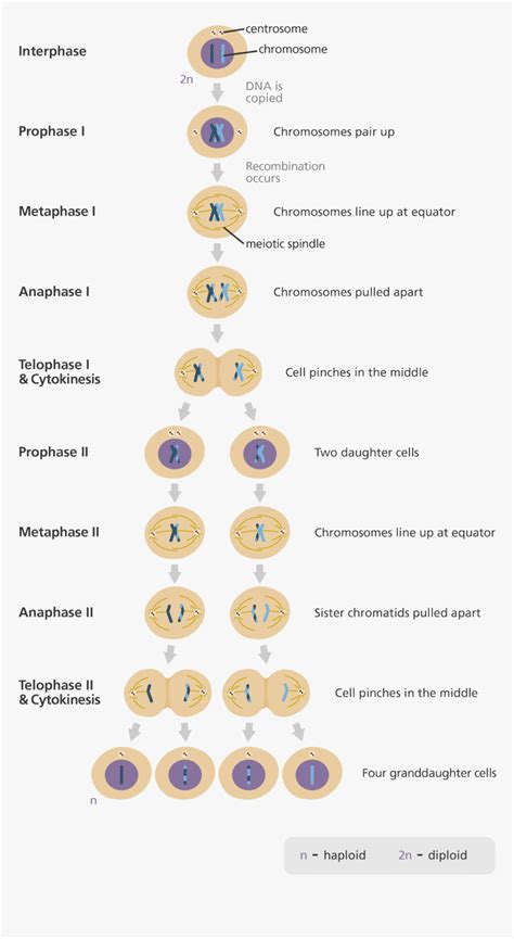 Phases Of Meiosis And Descriptions