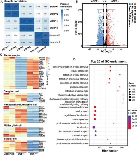 Frontiers Generation Of An Rcvrn Egfp Reporter Hipsc Line By Crispr