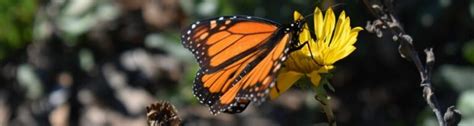 Insect Pollination Entomophily Learn Seed Saving