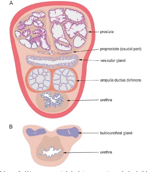 Figure 1 From Accessory Genital Glands In The New Zealand White Rabbit