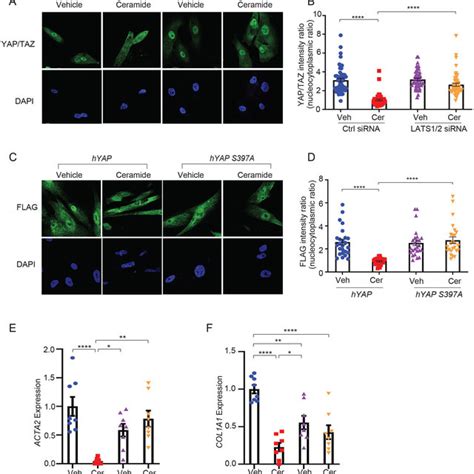 Ceramide Regulation Of Yap Taz Localization And Hsc Activation Is