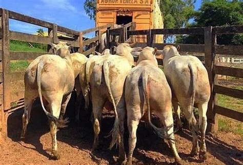 Oeste Pecuária Regras Para IsenÇÃo De Icms No Transporte De Gado Veja