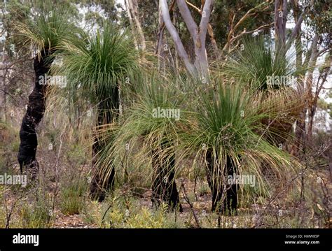 Xanthorrhoea Preissii Specimens Hi Res Stock Photography And Images Alamy