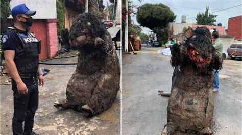 La Historia De La Rata Gigante De La Magdalena Contreras La Silla Rota