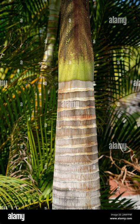 Palm Tree Trunk