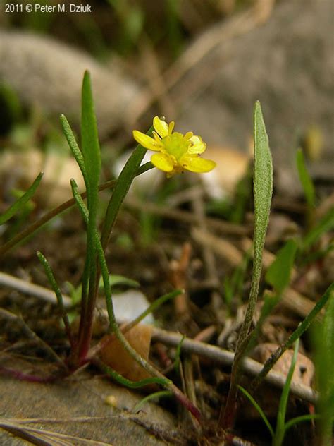 Ranunculus Flammula Lesser Spearwort Minnesota Wildflowers