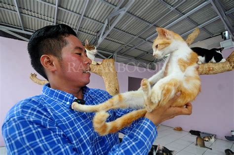 Ribuan Kucing Di Rumah Singgah Clow