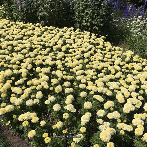 Photo Of The Entire Plant Of Aztec Marigold Tagetes Erecta Inca Primrose Posted By Sedumzz