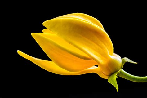 Free Images Blossom Flower Petal Bloom Food Produce Yellow