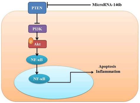 Microrna‑146b Induces The Pi3kaktnf‑κb Signaling Pathway To Reduce