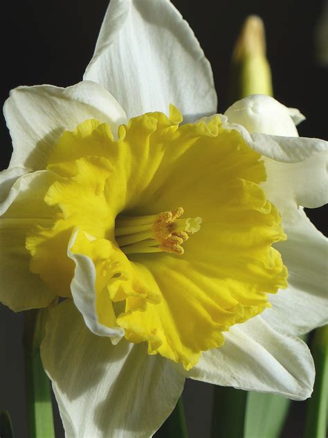 Images Gratuites blanc fleur pétale printemps jaune flore