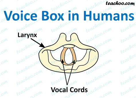 Sketch Larynx And Explain Its Function In Your Own Words Teachoo