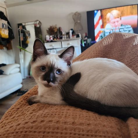 Is My Ragdoll A Ragdoll Rragdolls