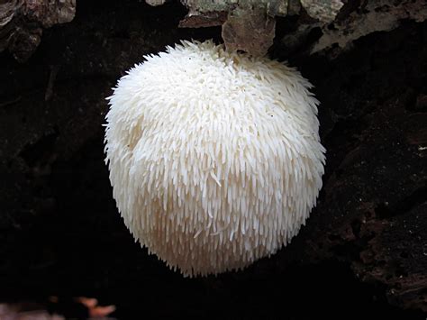 Medicine Grows On Trees The Lion S Mane Mushroom Northeast Superfoods