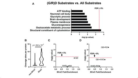 The P Position Of The Non Apoptotic Auditory Brainstem Caspase