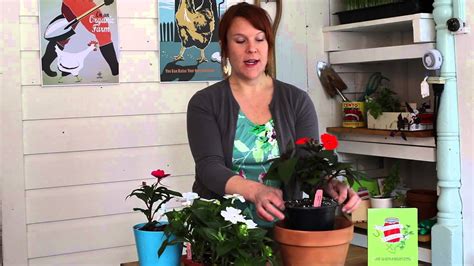 How To Plant Impatiens In A Container Indoor Planting Youtube