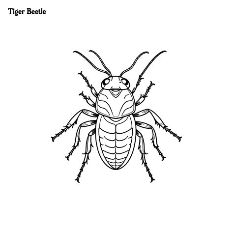 Tiger Beetle handdrawn coloring page and outline vector design