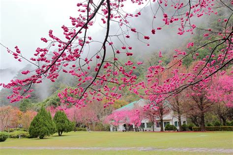 奧萬大國家森林遊樂區旅遊指南 熱門景點資訊、交通地圖 Eztravel易遊網