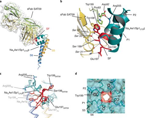 Sfab Sat Recognizes The Bacnav Sf A Crystal Structure Of The Sfab