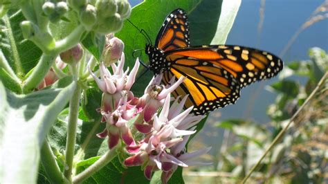 When Where And How To Plant Milkweed To Save The Monarch Butterfly