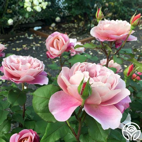 Distant Drums Rose Hardy Moderately Fragrant Heirloom Roses