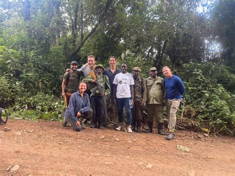 Lowland Gorilla Habituation In Kahuzi Biega National Park