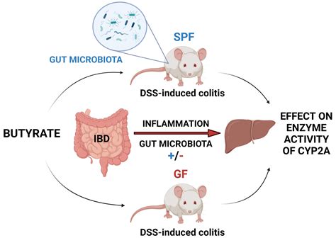 Effect Of Dss Induced Ulcerative Colitis And Butyrate On The Cytochrome