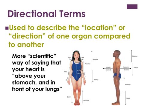 Directional Terms In Anatomy Pdf