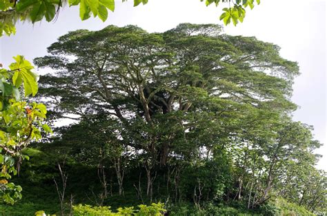 Les Deux Albizias Falcataria Du Pied De Laorai Tahiti Les Têtards