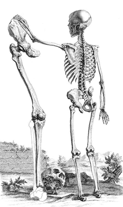 William Cheselden Osteographia 1733 Photograph By Science Source