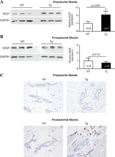 Angiogenesis In Mammary Glands From Pre And Postpubertal Wt And