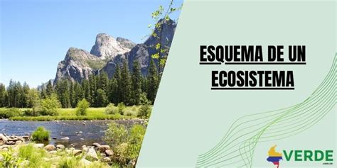 Esquema De Un Ecosistema Colombia Verde Sedottuntas