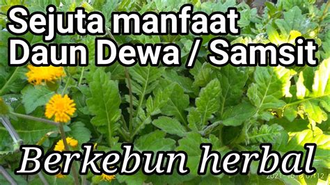 Pohon Daun Dewa Samsit YouTube