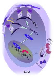 Hypothetical Model Of Mda Syntenin Augmented Src Activation Upon