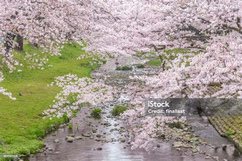 sakura sakura sakura  indah  tachikawa park  tokyo jepang foto