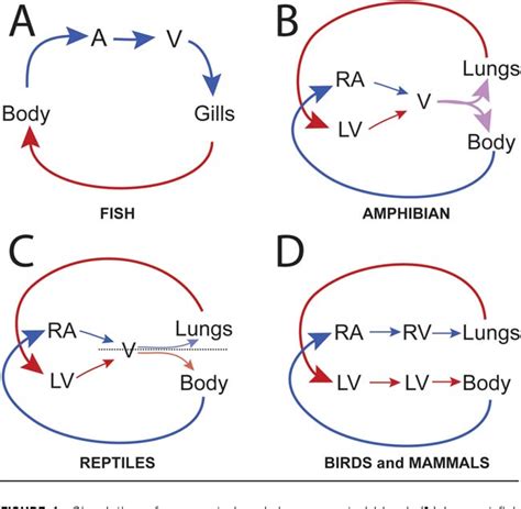 Figure 1 From Evolutionary And Developmental Origins Of The Cardiac