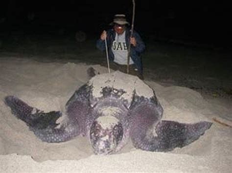 Leatherback sea turtle headed for extinction, UAB study says - al.com