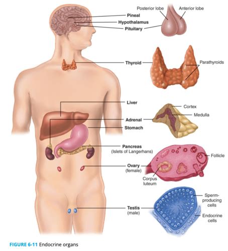 6C The Endocrine System Flashcards Quizlet