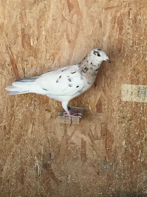 Rare Racing Pigeons Colored Homing Pigeons Rare Colored Racing