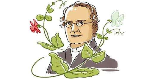 Gregor Mendel C Mo Un Monje Con Un Jard N De Arvejas Descubri Las