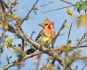 Birding In Rwanda Gorillas Uganda Safaris