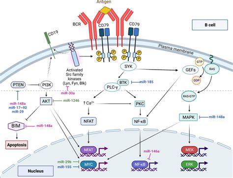 Regulation Of B Cell Receptor Signaling By MicroRNAs The PI3KAKT