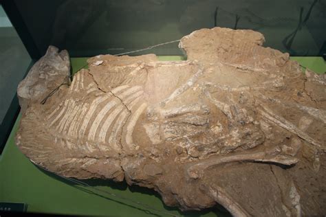 Cenozoic Mammal Skeleton Gansu Provincial Museum Lanzhou Flickr