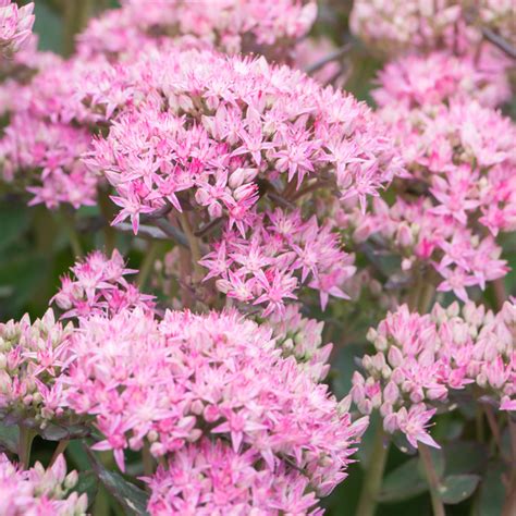 Szkółka Bylin Dobrepole Sedum Spectabile Munstead Dark Red